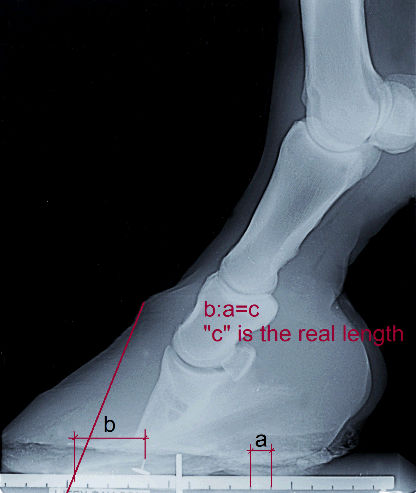 Beispielbild mit Röntgenblock erstellt